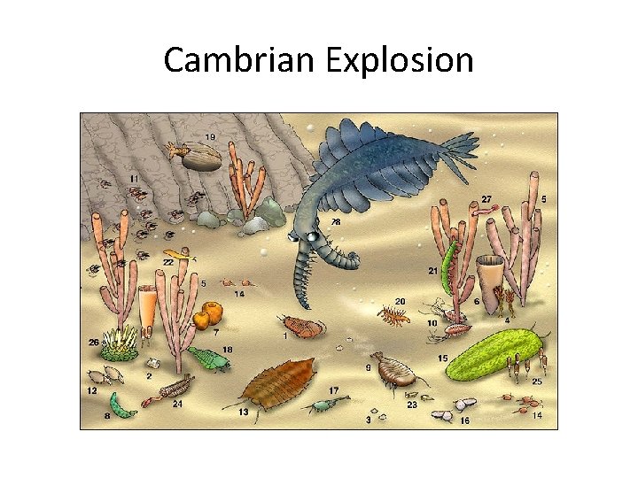 Cambrian Explosion 