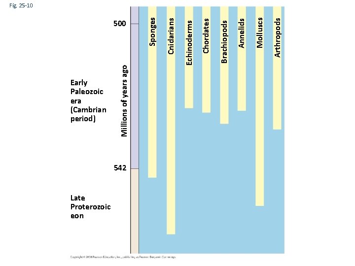 Early Paleozoic era (Cambrian period) Late Proterozoic eon 542 Cnidarians Sponges 500 Arthropods Molluscs