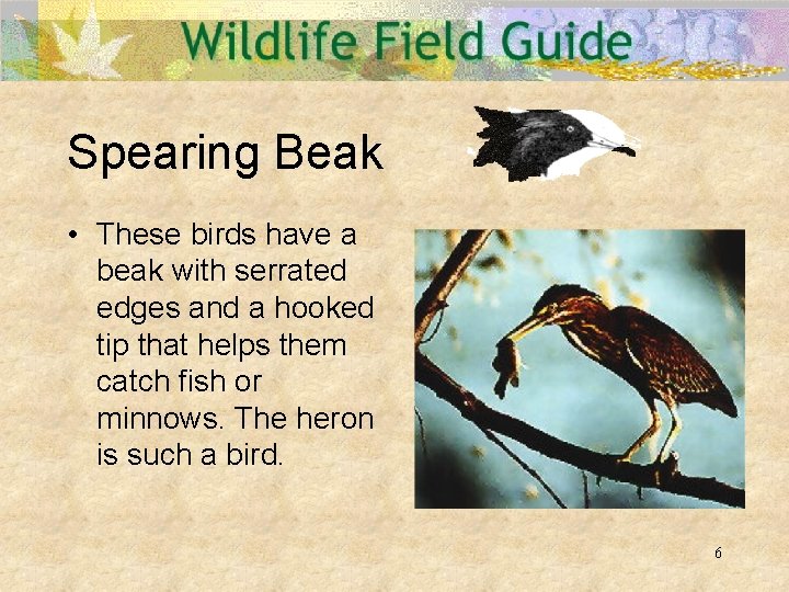 Bird Adaptations 1 Beaks Probing hummingbird Drilling woodpecker