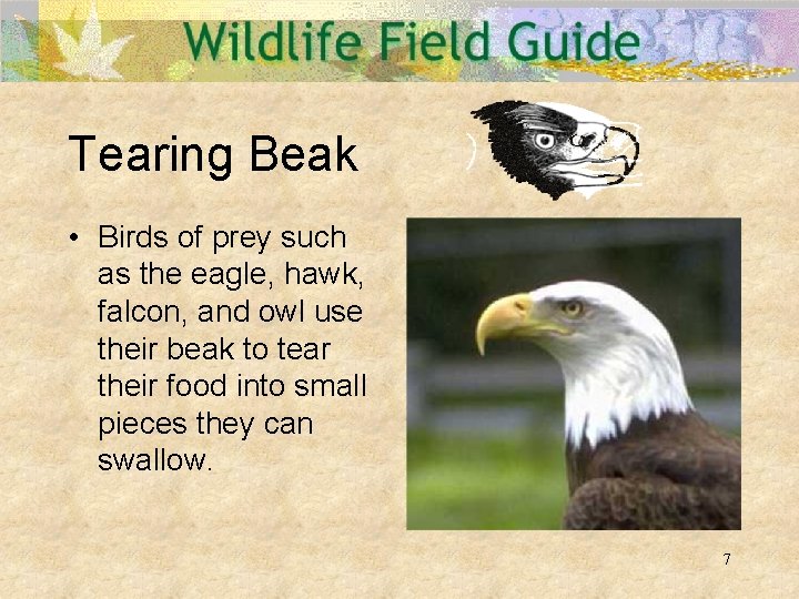 Tearing Beak • Birds of prey such as the eagle, hawk, falcon, and owl