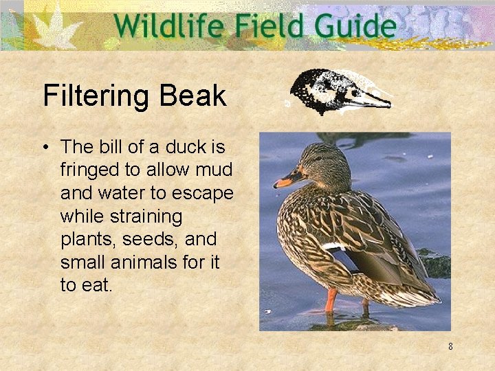 Filtering Beak • The bill of a duck is fringed to allow mud and