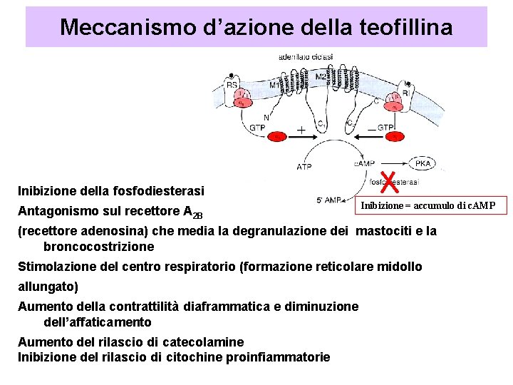 Meccanismo d’azione della teofillina Inibizione della fosfodiesterasi Antagonismo sul recettore A 2 B Inibizione