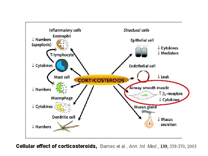 Cellular effect of corticosteroids, Barnes et al. , Ann. Int. Med. , 139, 359