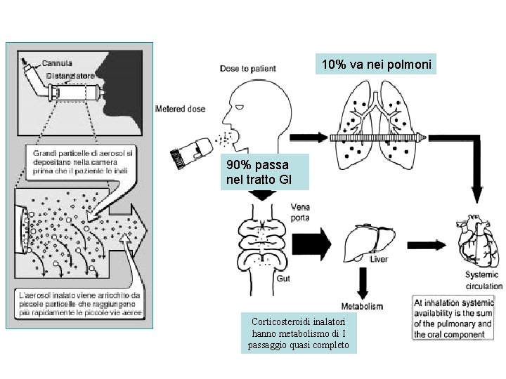 10% va nei polmoni 90% passa nel tratto GI Corticosteroidi inalatori hanno metabolismo di