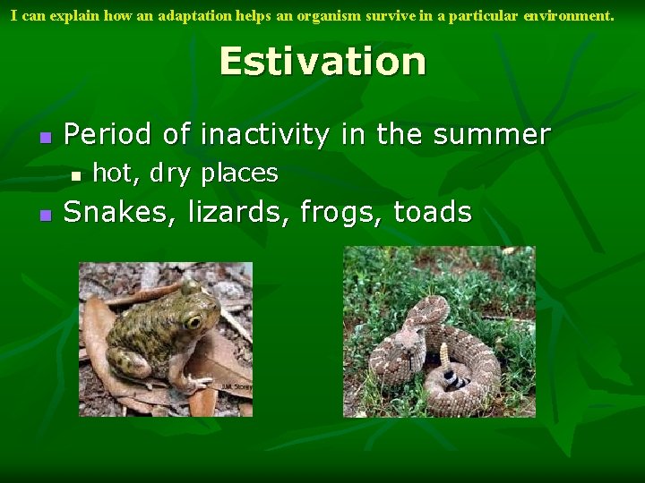 I can explain how an adaptation helps an organism survive in a particular environment.