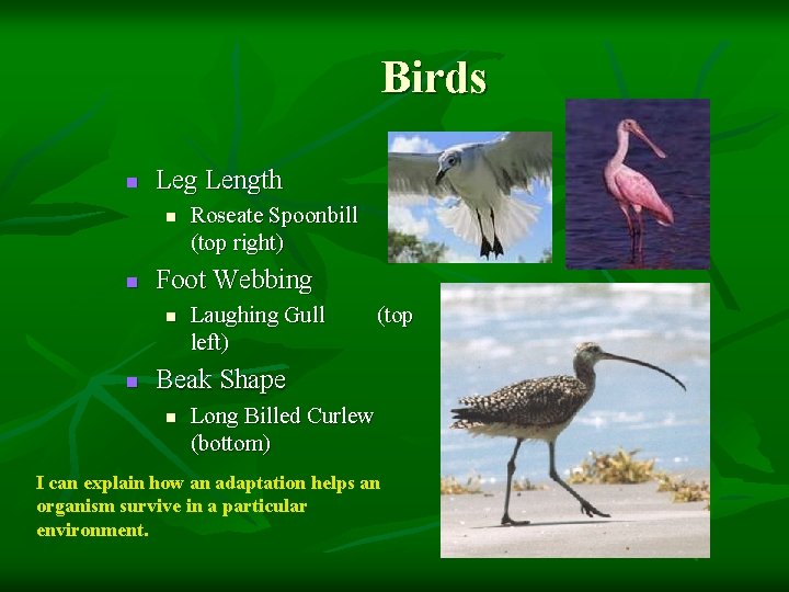 Birds n Leg Length n n Foot Webbing n n Roseate Spoonbill (top right)