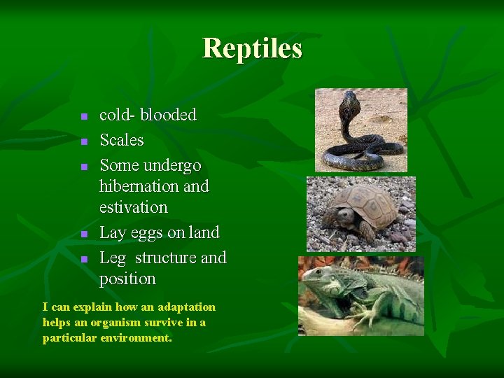 Reptiles n n n cold- blooded Scales Some undergo hibernation and estivation Lay eggs