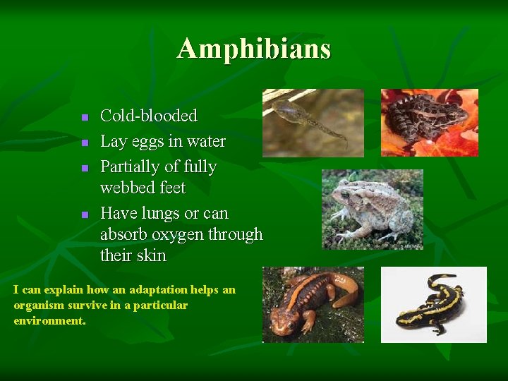 Amphibians n n Cold-blooded Lay eggs in water Partially of fully webbed feet Have