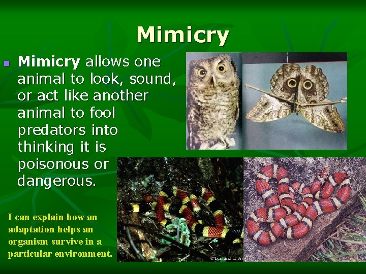 Mimicry n Mimicry allows one animal to look, sound, or act like another animal
