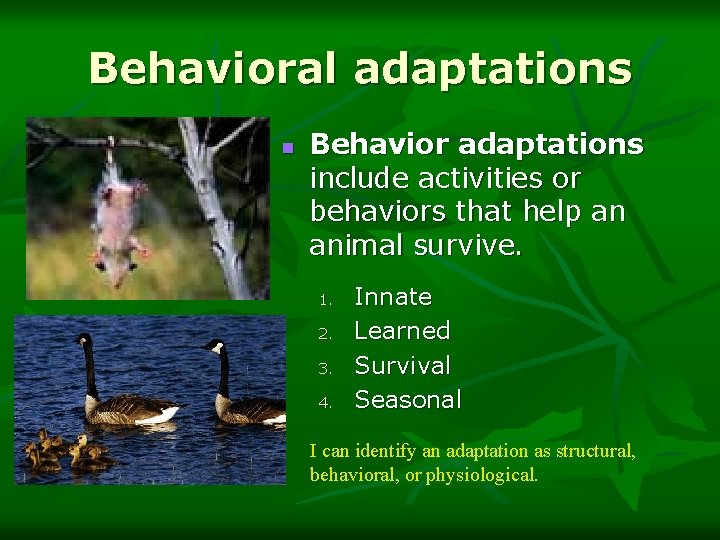 Behavioral adaptations n Behavior adaptations include activities or behaviors that help an animal survive.