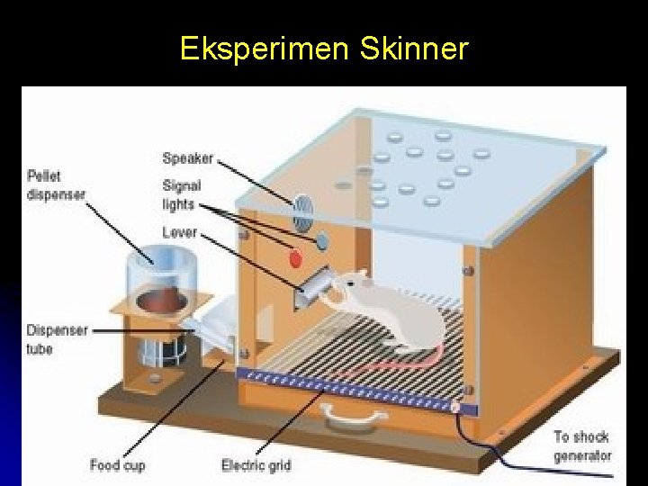 Eksperimen Skinner by FH 