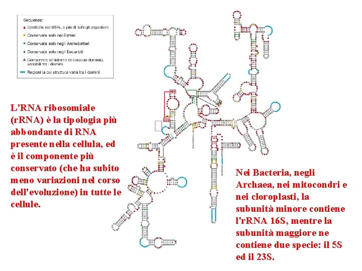 L'RNA ribosomiale (r. RNA) è la tipologia più abbondante di RNA presente nella cellula,