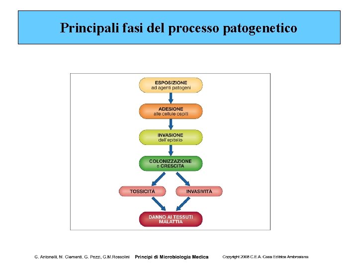 Principali fasi del processo patogenetico 