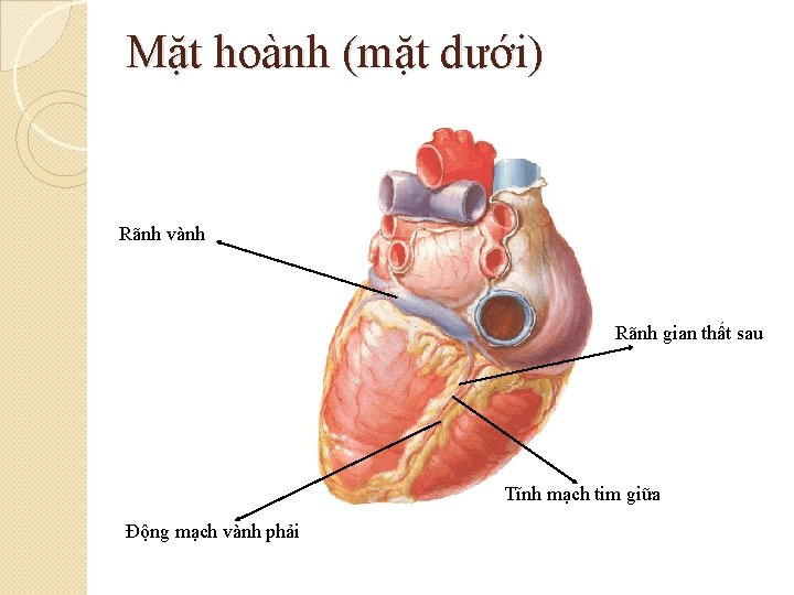 Mặt hoành (mặt dưới) Rãnh vành Rãnh gian thất sau Tĩnh mạch tim giữa