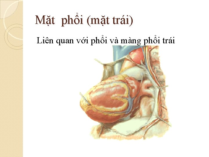 Mặt phổi (mặt trái) Liên quan với phổi và màng phổi trái 