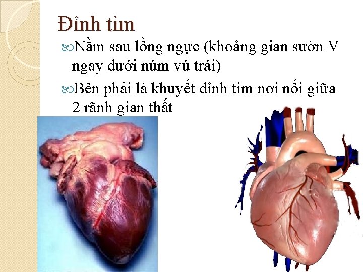 Đỉnh tim Nằm sau lồng ngực (khoảng gian sườn V ngay dưới núm vú