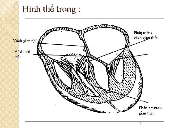 Hình thể trong : Vách gian nhĩ Phần màng vách gian thất Vách nhĩ