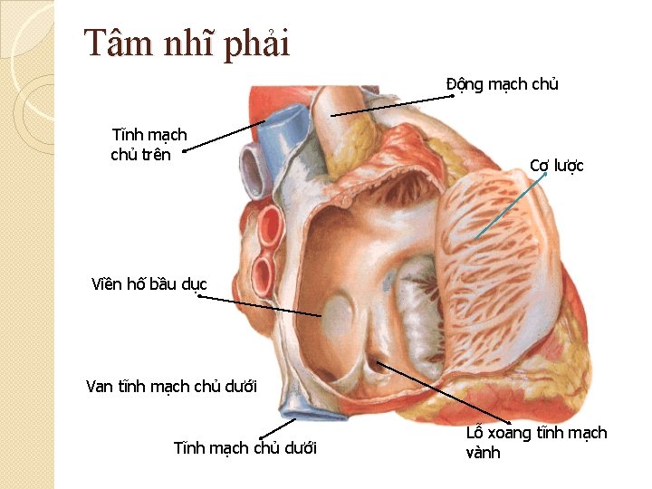 Tâm nhĩ phải Động mạch chủ Tĩnh mạch chủ trên Cơ lược Viền hố