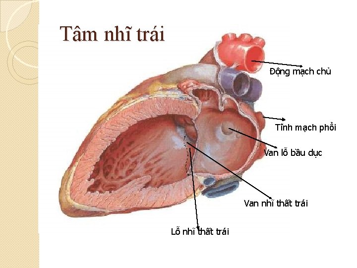 Tâm nhĩ trái Động mạch chủ Tĩnh mạch phổi Van lỗ bầu dục Van