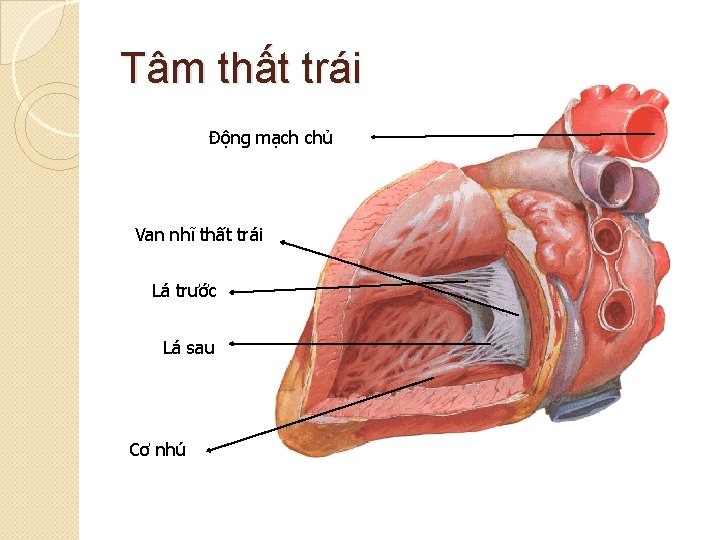 Tâm thất trái Động mạch chủ Van nhĩ thất trái Lá trước Lá sau