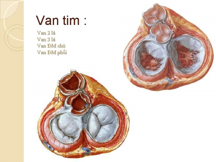 Van tim : Van 2 lá Van 3 lá Van ĐM chủ Van ĐM