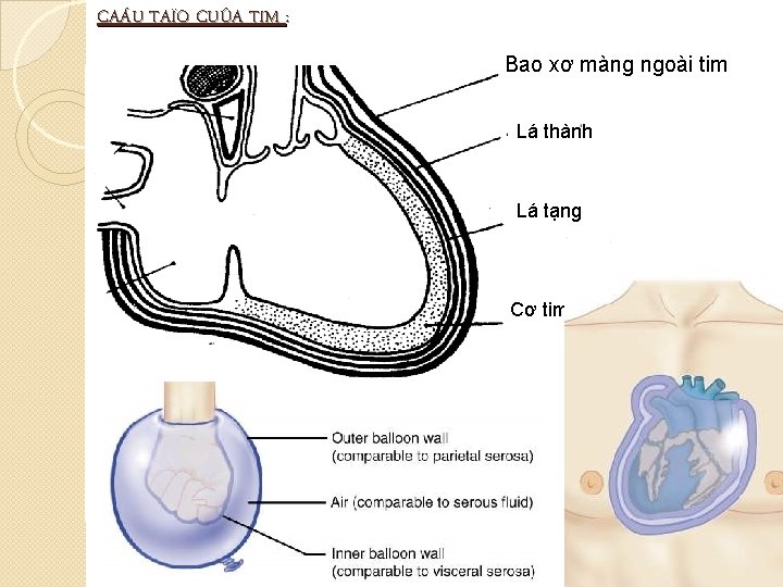 CAÁU TAÏO CUÛA TIM : Bao xơ màng ngoài tim Lá thành Lá tạng