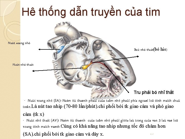 Hê thống dẫn truyền của tim Nuùt xoang nhó Boù nhó thaát(bó his) Nuùt
