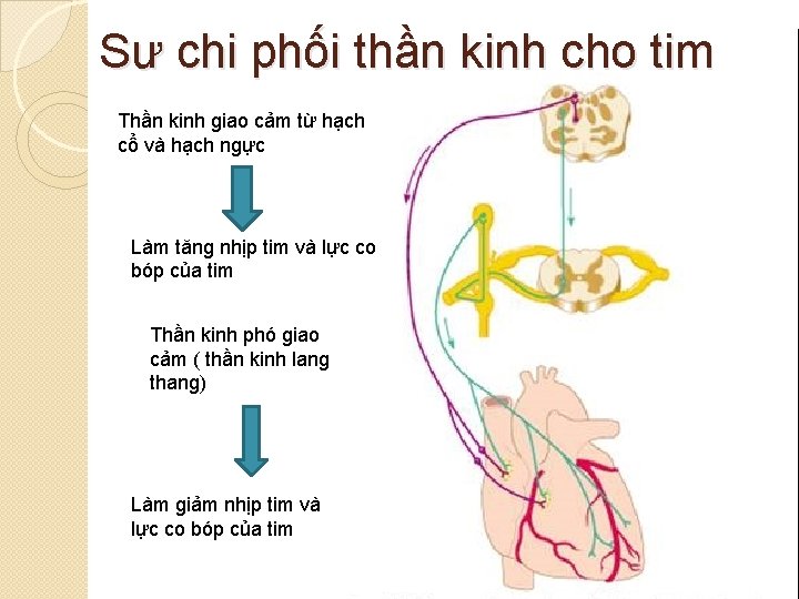 Sư chi phối thần kinh cho tim Thần kinh giao cảm từ hạch cổ