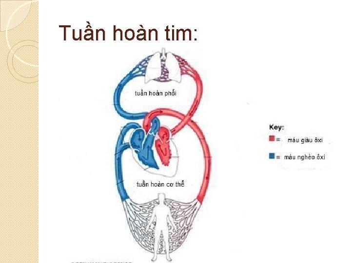 Tuần hoàn tim: 