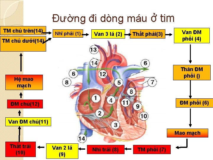 Đường đi dòng máu ở tim TM chủ trên(14) Nhĩ phải (1) Van 3