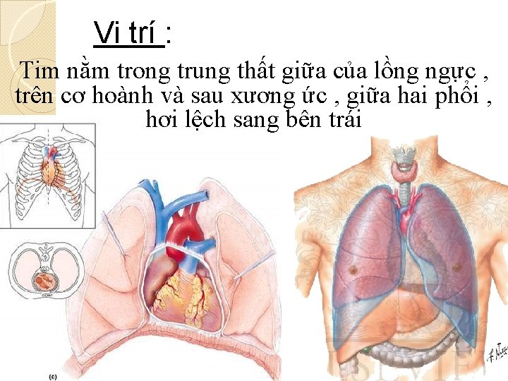 Vị trí : Tim nằm trong trung thất giữa của lồng ngực , trên