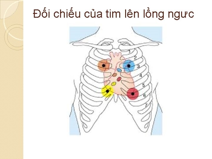 Đối chiếu của tim lên lồng ngưc 