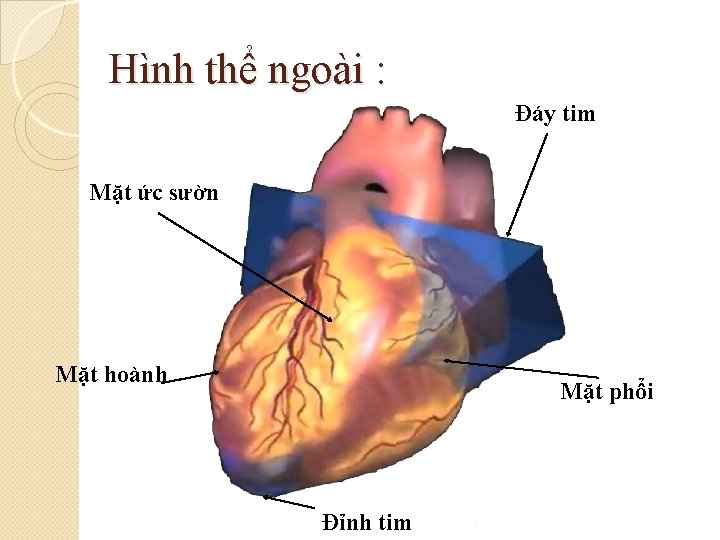 Hình thể ngoài : Đáy tim Mặt ức sườn Mặt hoành Mặt phổi Đỉnh