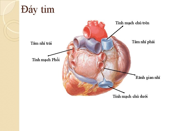 Đáy tim Tĩnh mạch chủ trên Tâm nhĩ trái Tâm nhĩ phải Tĩnh mạch