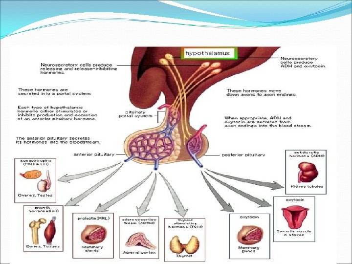 Hormonal regulation 