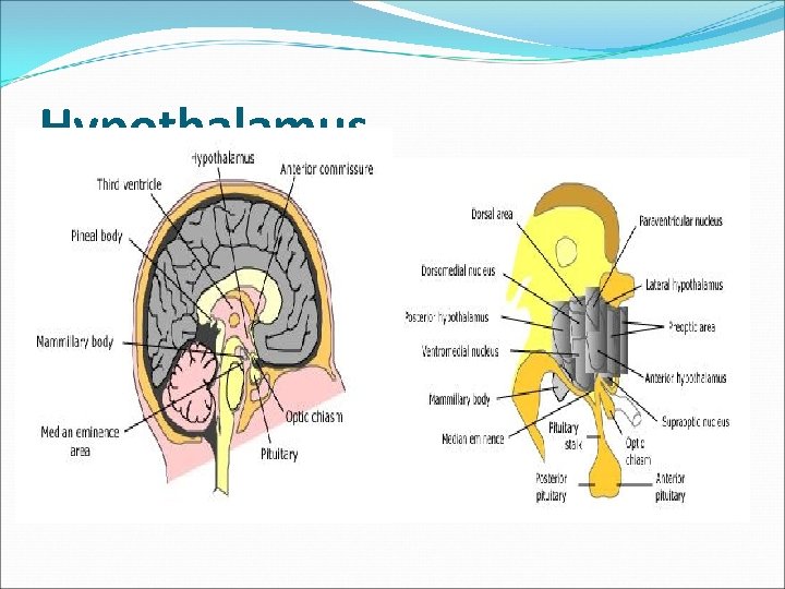 Hypothalamus 