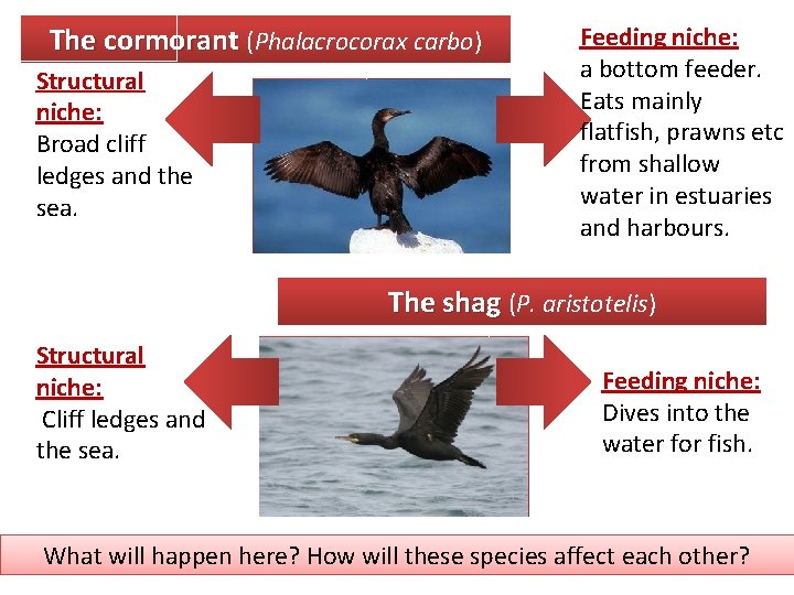 The cormorant (Phalacrocorax carbo) Structural niche: Broad cliff ledges and the sea. Feeding niche: