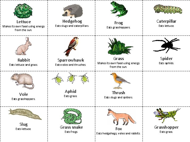 Lettuce Makes its own food using energy from the sun. Rabbit Eats lettuce and