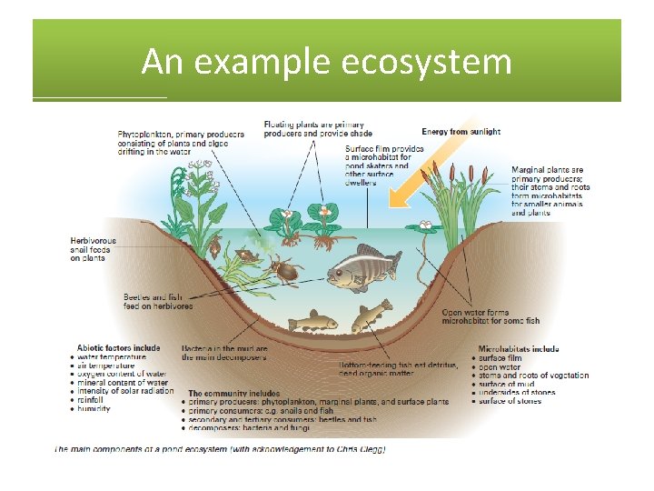 An example ecosystem 