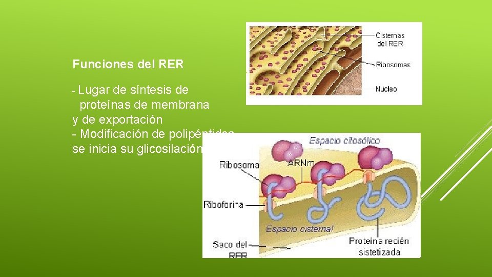Funciones del RER - Lugar de síntesis de proteínas de membrana y de exportación