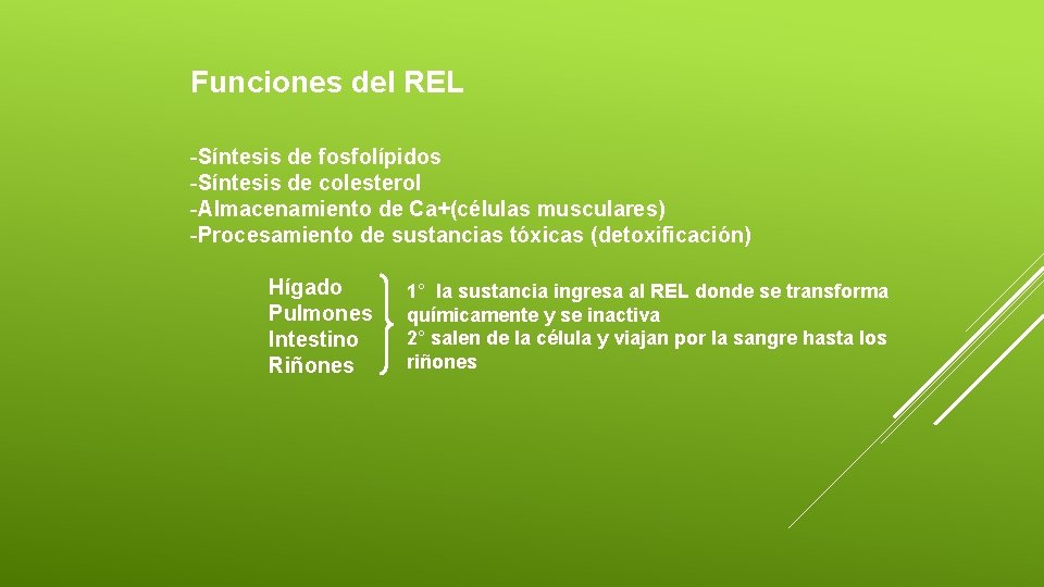 Funciones del REL -Síntesis de fosfolípidos -Síntesis de colesterol -Almacenamiento de Ca+(células musculares) -Procesamiento