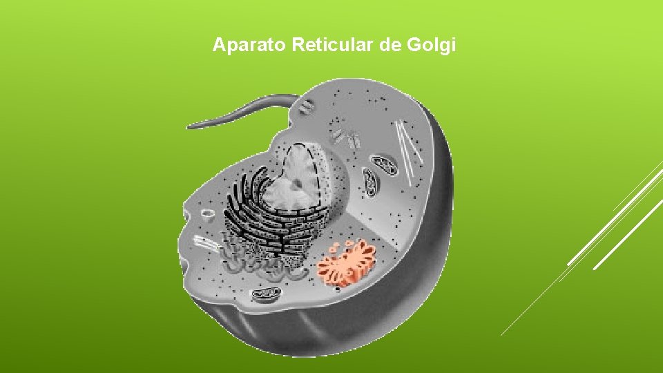 Aparato Reticular de Golgi 