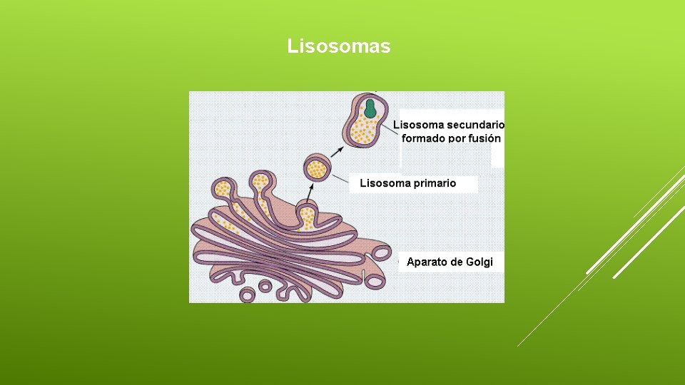 Lisosomas 