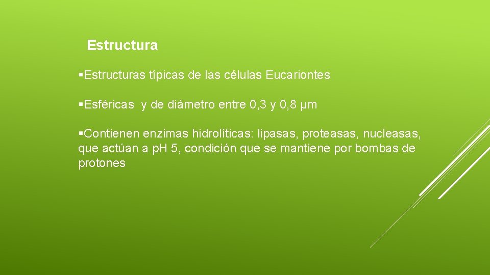 Estructura §Estructuras típicas de las células Eucariontes §Esféricas y de diámetro entre 0, 3