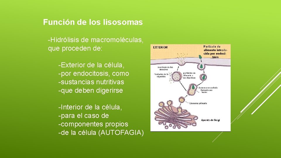 Función de los lisosomas -Hidrólisis de macromoléculas, que proceden de: -Exterior de la célula,