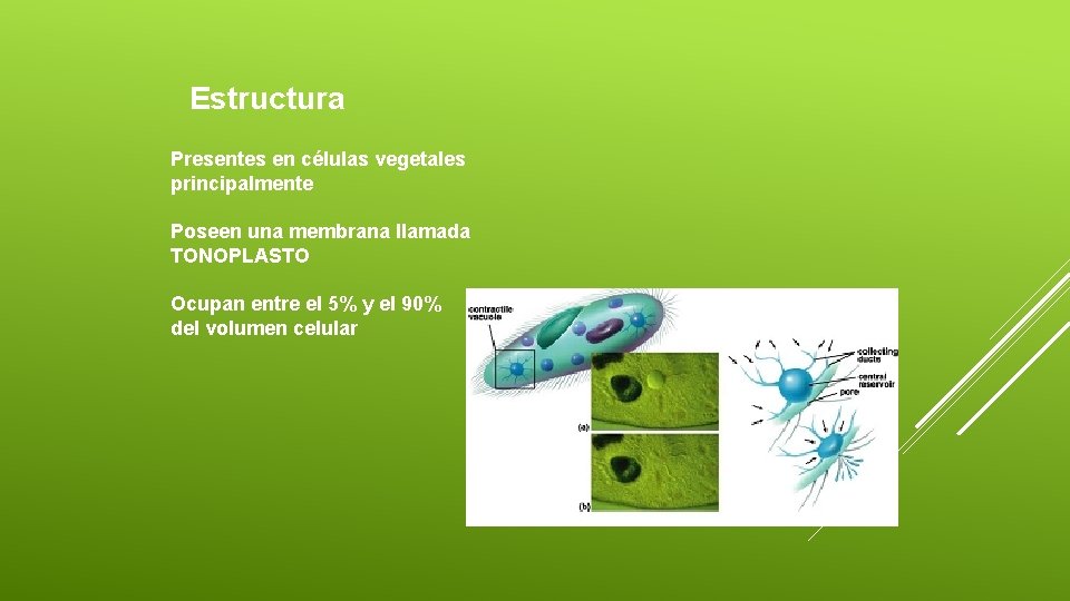 Estructura Presentes en células vegetales principalmente Poseen una membrana llamada TONOPLASTO Ocupan entre el