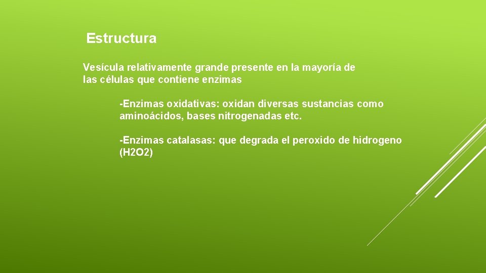 Estructura Vesícula relativamente grande presente en la mayoría de las células que contiene enzimas