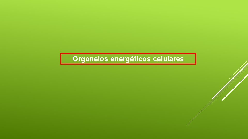 Organelos energéticos celulares 