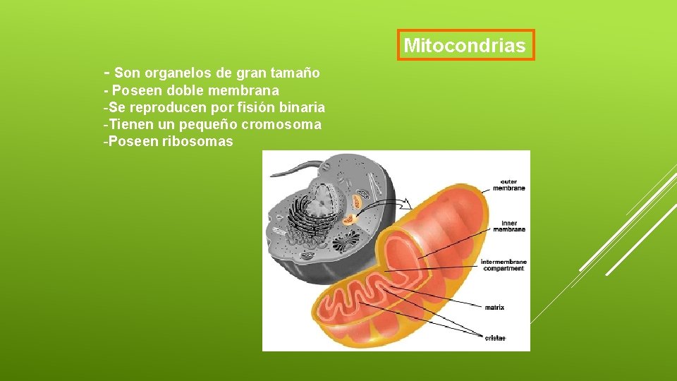 Mitocondrias - Son organelos de gran tamaño - Poseen doble membrana -Se reproducen por