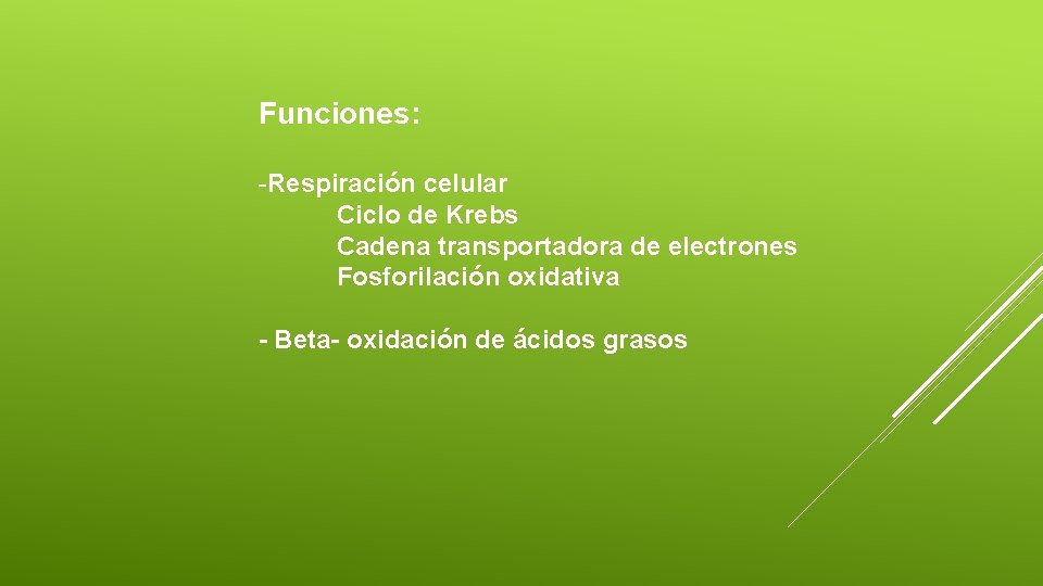 Funciones: -Respiración celular Ciclo de Krebs Cadena transportadora de electrones Fosforilación oxidativa - Beta-